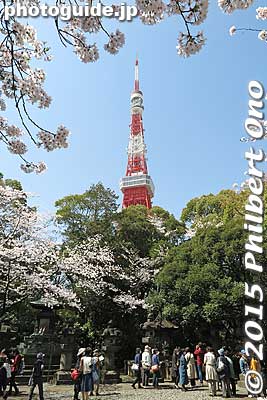 A total of 38 people are buried here.  
Keywords: minato-ku tokyo zojoji jodo-shu Buddhist temple cherry blossoms sakura