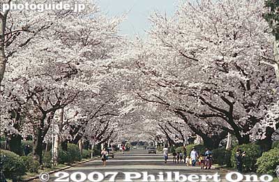 The middle of the campus has a long, straight road lined with cherries.
Keywords: tokyo mitaka International Christian University campus school cherry blossoms sakura flowers