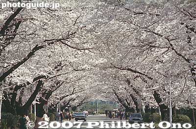 Sakura tunnel
Keywords: tokyo mitaka International Christian University campus school cherry blossoms sakura japanflowers