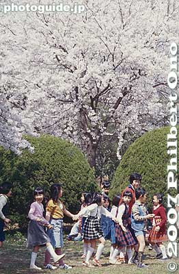 Keywords: tokyo mitaka International Christian University campus school cherry blossoms sakura flowers