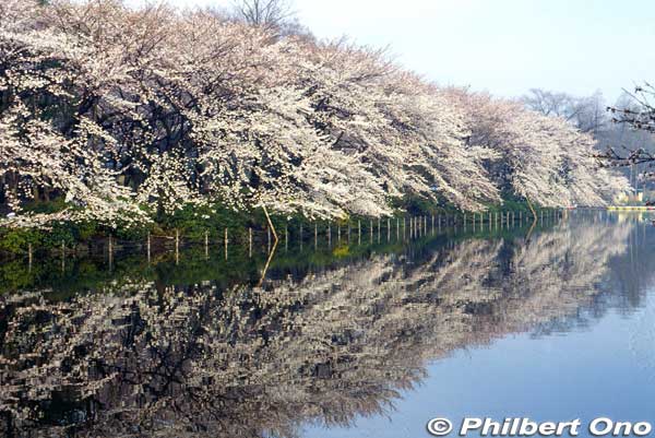 Inokashira Park in the early in the morning, with a mirror reflection of the cherry blossoms.
Keywords: tokyo mitaka kichijoji inokashira park pond cherry blossoms sakura flowers