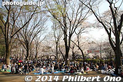 Keywords: tokyo mitaka kichijoji inokashira park pond cherry blossoms sakura flowers hanami