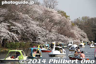 Heavy boat traffic.
Keywords: tokyo mitaka kichijoji inokashira park pond cherry blossoms sakura flowers