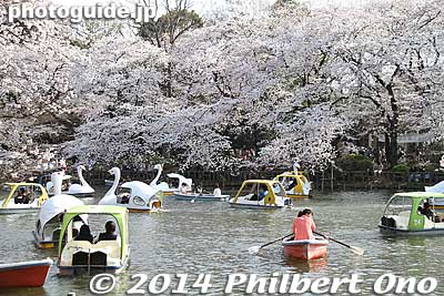 Keywords: tokyo mitaka kichijoji inokashira park pond cherry blossoms sakura flowers