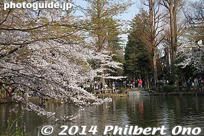 End of the park/pond.
Keywords: tokyo mitaka kichijoji inokashira park pond cherry blossoms sakura flowers