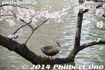 Duck
Keywords: tokyo mitaka kichijoji inokashira park pond cherry blossoms sakura flowers