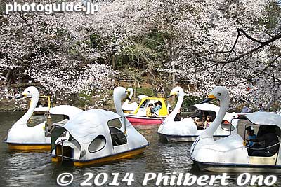 Heavy boat traffic
Keywords: tokyo mitaka kichijoji inokashira park pond cherry blossoms sakura flowers