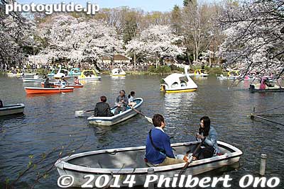 There's an urban legend saying that couples who row on a boat on this pond at Inokashira Park will eventually break up.
Keywords: tokyo mitaka kichijoji inokashira park pond cherry blossoms sakura flowers