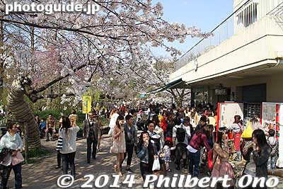 Concession stand area.
Keywords: tokyo mitaka kichijoji inokashira park pond cherry blossoms sakura flowers