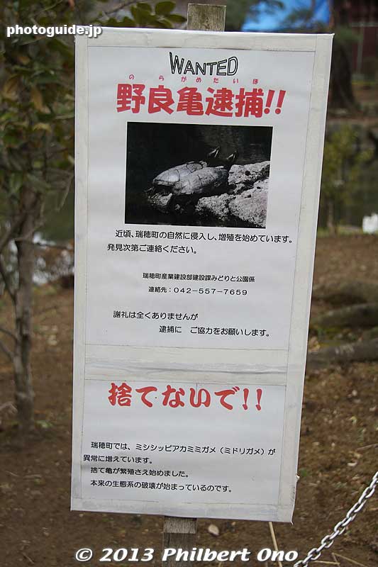 If you see a stray turtle, call.
Keywords: saitama hanno sayama ike pond park