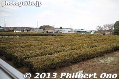 Sayama tea fields can be seen from the train near Hakonegasaki Station.
Keywords: saitama hanno hakonegasaki station train