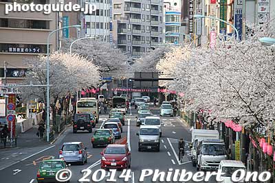Cherry blossoms along Nakano-dori road near Nakano Sun Plaza.
Keywords: tokyo nakano-ku cherry blossoms sakura flowers