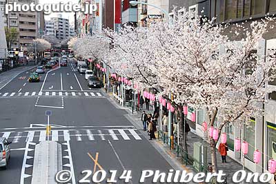 Keywords: tokyo nakano-ku cherry blossoms sakura flowers