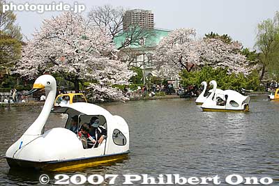 Swan boats on Shakujii Pond. 石神井公園
Keywords: tokyo nerima-ku ward shakujii koen park pond boat cherry blossom sakura flowers