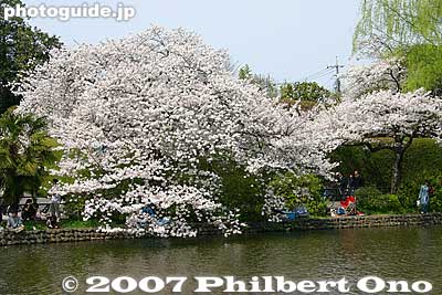 Keywords: tokyo nerima-ku ward shakujii koen park pond cherry blossom sakura flowers