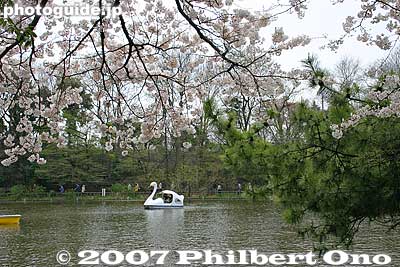 Keywords: tokyo nerima-ku ward shakujii koen park pond boat cherry blossom sakura flowers pine tree