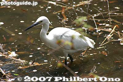 The only egret which never flew away when I approached.
Keywords: tokyo nerima-ku ward shakujii koen park pond bird egret japanwildlife