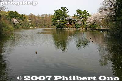 Sanpoji Pond 三宝寺池
Keywords: tokyo nerima-ku ward shakujii koen park pond cherry blossom sakura flowers