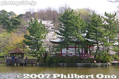 Shrine
Keywords: tokyo nerima-ku ward shakujii koen park pond cherry blossom sakura flowers