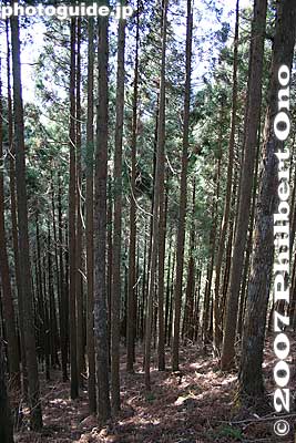 Deep forest
Keywords: tokyo ome mitakesan mt. mitake mountain hike hiking