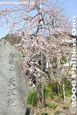 Entrance to a temple with a view
Keywords: tokyo ome plum blossom ume no sato flower