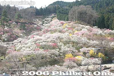 Great view from temple (no admission charge). Sadly, this is no more...
Keywords: tokyo ome plum blossom ume no sato flower