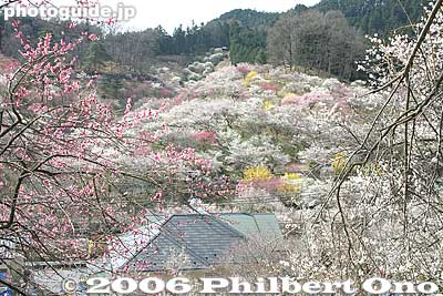 About 120 varieties of plum blossoms are planted, attracting 60,000 to 100,000 visitors during the flowering season.
Keywords: tokyo ome plum blossom ume no sato flower
