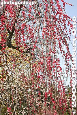 Red weeping plum blossoms
Keywords: tokyo ome plum blossom ume no sato flower