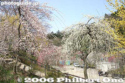 Pink and white weeping plum blossoms
Keywords: tokyo ome plum blossom ume no sato flower