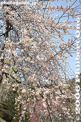 Pink weeping plum blossoms
Keywords: tokyo ome plum blossom ume no sato flower