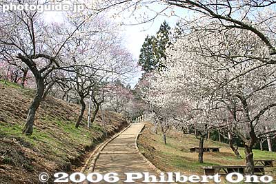 Path in plum park
Keywords: tokyo ome plum blossom ume no sato flower