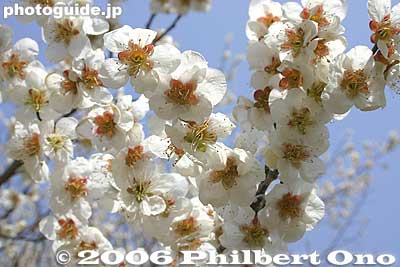 White plum blossoms
Keywords: tokyo ome plum blossom ume no sato flower