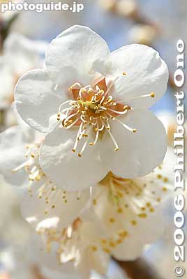 Perhaps the most common species of plum blossom.
Keywords: tokyo ome plum blossom ume no sato flower