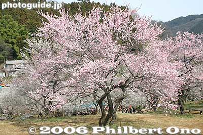 Photogenic pink plum tree
Keywords: tokyo ome plum blossom ume no sato flower