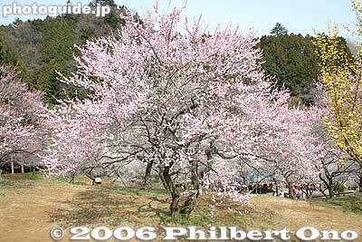 Photogenic pink plum tree
Keywords: tokyo ome plum blossom ume no sato flower