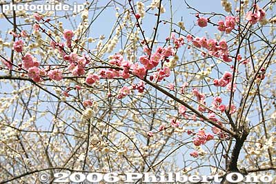 Rare plum tree with both pink and white blossoms. It has one branch with pink flowers. Never saw that before.
Keywords: tokyo ome plum blossom ume no sato flower