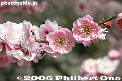 Keywords: tokyo ome plum blossom ume no sato flower