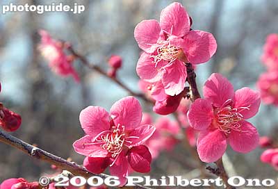 These red ones also smell very nice. Different from the white ones.
Keywords: tokyo ome plum blossom ume no sato flower
