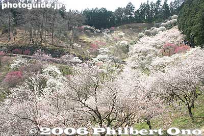 View from one observation rest house
Keywords: tokyo ome plum blossom ume no sato flower