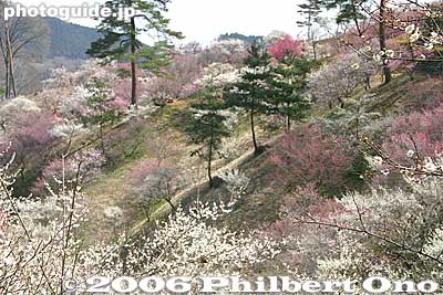Needless to say, the entire place was filled with sweet fragrance.
Keywords: tokyo ome plum blossom ume no sato flower