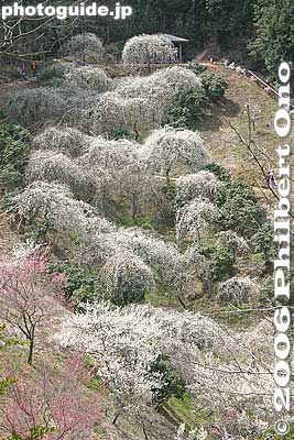 A "waterfall" of weeping plum blossoms (Shidare ume no taki) しだれ梅の滝
Keywords: tokyo ome plum blossom ume no sato flower japanfuyu tokyonature