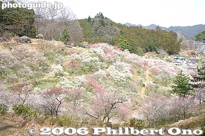 The park is 35,000 sq. meters.
Keywords: tokyo ome plum blossom ume no sato flower