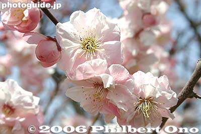 Closeup of "sakura-bai." Very beautiful. 桜梅
Keywords: tokyo ome plum blossom ume no sato flower japanfuyu japanflower