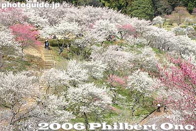 The question is, where are the plums (fruit)? You see only flowers.
Keywords: tokyo ome plum blossom ume no sato flower