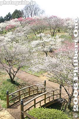 Taiko-bashi Bridge
Keywords: tokyo ome plum blossom ume no sato flower