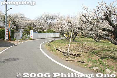 Plum trees all around Yoshino baigo
Keywords: tokyo ome plum blossom ume