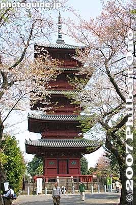 Five-story Pagoda and cherry blossoms. 五重塔
Keywords: tokyo ota-ku ikegami honmonji temple buddhist nichiren pagoda