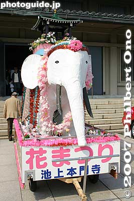 White elephant is usually present during Hanamatsuri. On the day before the Buddha's mother Queen Maya gave birth, she dreamed that a white elephant entered her womb.
Keywords: tokyo ota-ku ikegami honmonji temple buddhist nichiren hanamatsuri