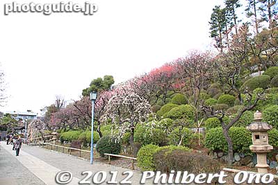 Ikegami Baien Garden, Ota Ward, Tokyo
Keywords: tokyo ota-ku Ikegami Baien Plum japanGarden blossoms flowers
