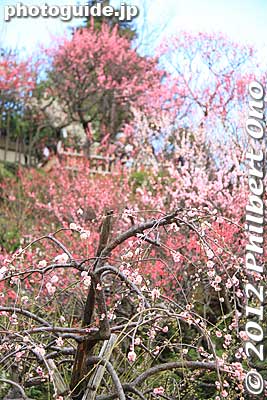 Plum blossoms at Ikegami Baien Garden, Ota Ward, Tokyo
Keywords: tokyo ota-ku Ikegami Baien Plum Garden blossoms japanflower